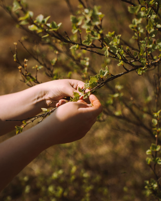 Jurtalækningar fyrir heimilið - Netnámskeið